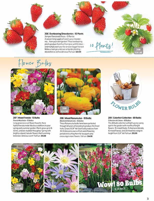 flower seeds and bulbs brochure