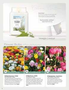 A lit Clean Cotton Yankee Candle and product card beside photos and details of flower bulbs and bleeding heart roots for fundraising.